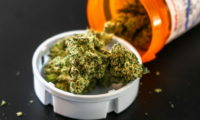 Cannabisblüten